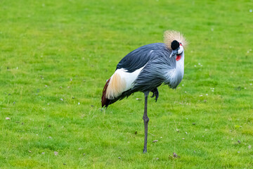 Grey Crowned Crane, Balearica regulorum, beautiful bird
