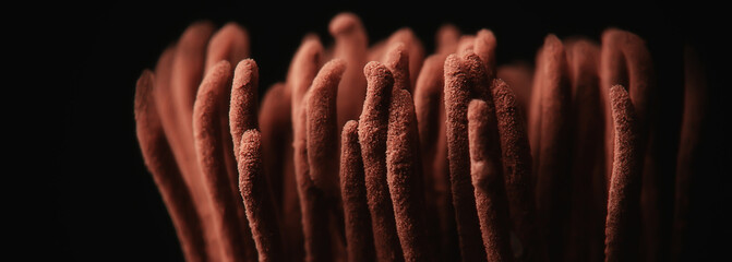 plasmodium mold fungi, microscope close-up little life, unusual fungi mold in the forest © kichigin19