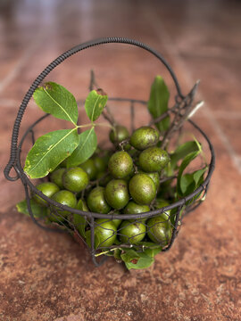 Fresh from the orchard: spanish lime