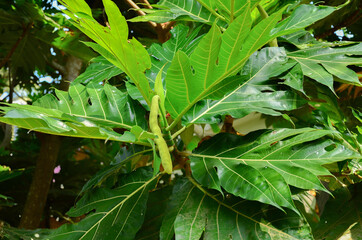Breadfruit flower with leaves