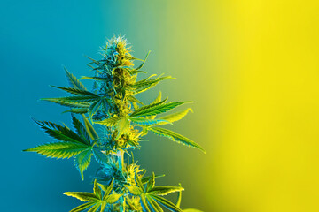 Cannabis flowering plant in lemon yellow and blue colors. Beautiful background with colored...