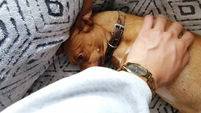 A normal day in the life of a Chihuahua, doing different things at home, spending time with the family