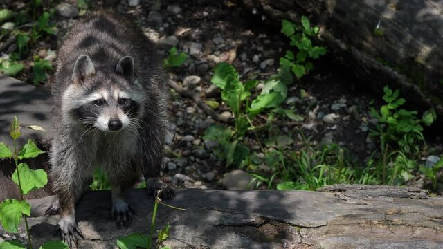 Close up wild raccoon hunting in wilderness during sunny day,prores high quality shot.