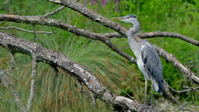 Wild Grey Heron (Ardea cinerea) resting on wooden tree branch in wildlife during daytime - close up shot
