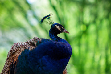 Obraz premium Wild african life. Close up of the cute peacock ( brightly bird) on a blur green background