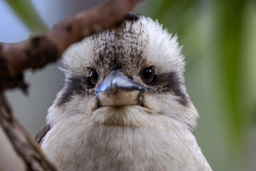 Close up of Laughing Kookaburra