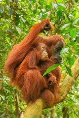 Female Sumatran orangutan with a baby sitting on a tree in Gunung Leuser National Park, Sumatra, Indonesia © donyanedomam