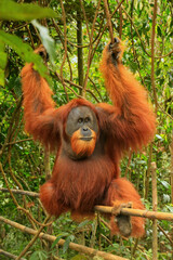 Male Sumatran orangutan (Pongo abelii) sitting on a bamboo in Gunung Leuser National Park, Sumatra, Indonesia