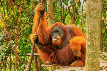 Male Sumatran orangutan sitting on a platform in Gunung Leuser National Park, Sumatra, Indonesia © donyanedomam