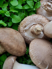 신선한 유기농 채소 표고버섯과 새송이 버섯
