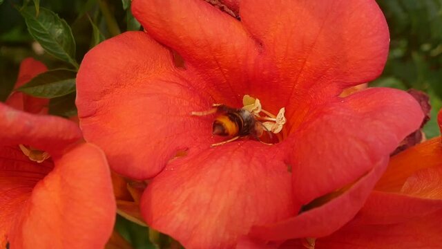 Asian hornet foraging a flower before taking off in slow motion