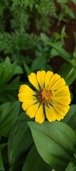 Zinnia yellow