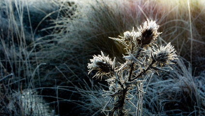 frosty thistle