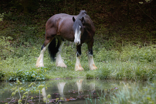 Shire Horse