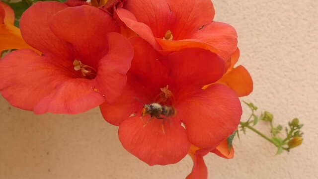 Asian hornet foraging a flower before taking off in slow motion