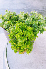 Succulents plants in pot stand on the steps at the entrance to the house. Green plants for house. Residential design.