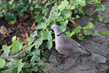 Pájaro.