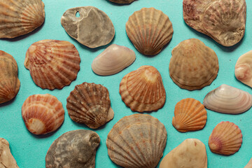 Creative seashell pattern on pastel blue background. Summer flat lay.