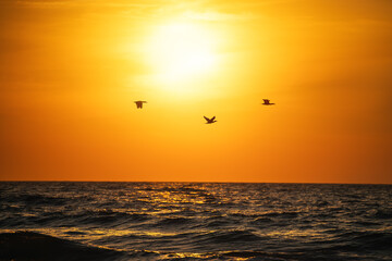 Fototapeta na wymiar Flying birds over the sea