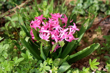 Bunch of densely growing Hyacinths or Hyacinthus flowering plants full of small dark pink fully open blooming flowers growing in single spikes or racemes with long pointy dark green leaves