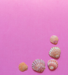 Many different sea shells on pink background. Empty place to display product packaging. Showcase mockup.