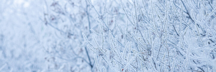 Snow and rime ice on the branches of bushes. Beautiful winter background with trees covered with hoarfrost. Plants in the park are covered with hoar frost. Cold snowy weather. Cool frosting texture.