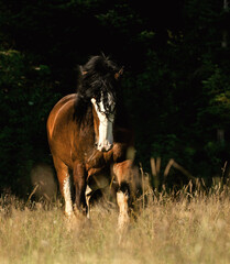 Pferd © Sandra