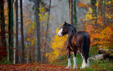 Pferd