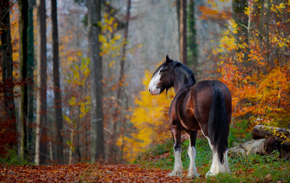 Pferd