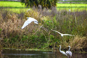 assorted swamp birds in Florida