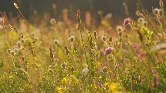 Camera slowly moving through alpine meadow with colorful flowers