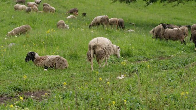 A herd of sheep with dirty shedding wool in a mountain pasture. The concept of agriculture