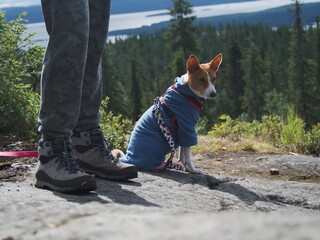Obraz premium dog besenji travels through forests and mountains