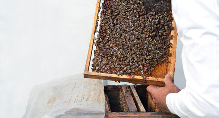 The beekeeper checks the frames with honeycomb, sweet golden honey and bees. Beekeeping concept. Copy space.