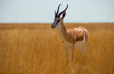 Naklejka na ściany i meble Wild african animals. The springbok (medium-sized antelope) in tall yellow grass. Etosha National park. Namibia