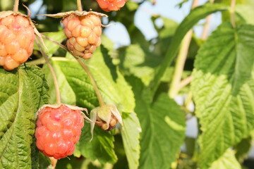 beautiful red raspberry bush growing in the garden