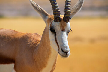 Wild african animals. The springbok (medium-sized antelope) in tall yellow grass. Etosha National park. Namibia