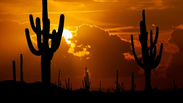 Scenic View Of Saguaro Cactus Landscape, Time Lapse at Sunset with Red Sun and Fiery Sky