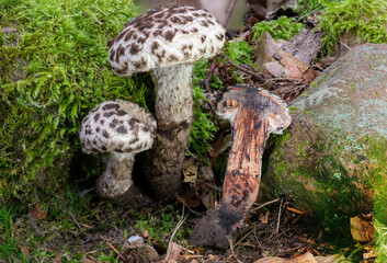 Detail view of a Old Man of the Woods Mushroom Strobilomyces strobilaceus whole and halved