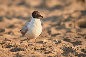 A seagull stands on the sand on a sunny evening