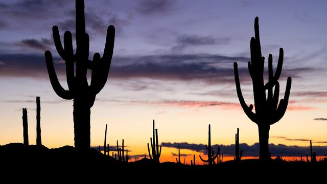 Saguaro Cactus in Sonoran Desert, Time Lapse at Twilight, Arizona