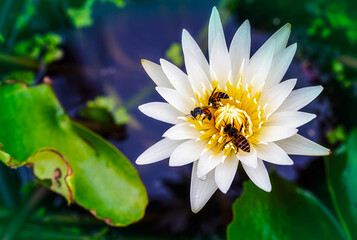 A large swarm of bees, searching for nectar in the water lilies in the tub around the house.