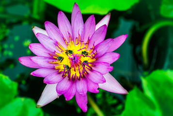 A large swarm of bees, searching for nectar in the water lilies in the tub around the house.