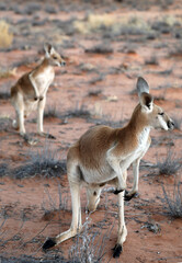 Beautiful, healthy,young kangaroos in natural habitat in a sanctuary in Alice Springs, Northern Territory, Australia