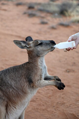 Beautiful, healthy,young kangaroos in natural habitat in a sanctuary in Alice Springs, Northern Territory, Australia