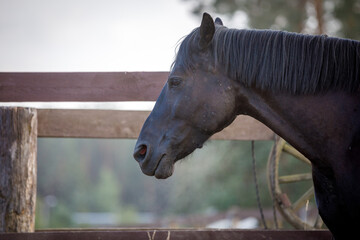 portrait of beautiful draft black mare horse near fence on forest background in evening sunlight in...