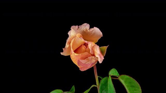 Beautiful opening pink caramel rose on black background. Petals of Blooming rose flower open, time lapse, close-up. Holiday, love, birthday design backdrop. Bud closeup. Macro. 4K UHD video timelapse
