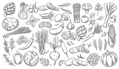 Vegetables outline vector icons set. Monochrome artichoke, leek, culinary herbs, corn, garlic, cucumber, pepper, onion, celery, asparagus, cabbage and ets.