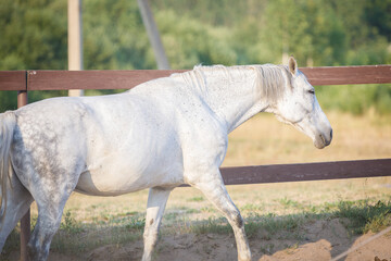 beautiful gray mare horse walking in paddock in evening sunlight in summer