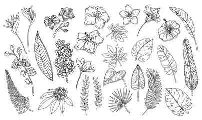 Line art tropical leaves and flowers. Outline forest palm monstera fern hawaiian leaves, orchid, hibiscus, plumeria flower. Hand drawn plant tropical elements vector illustration. © setory